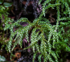 Leucolepis