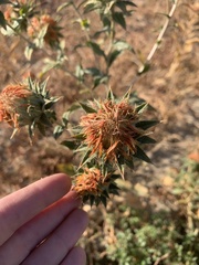 Cirsium arizonicum