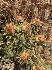 Cirsium arizonicum