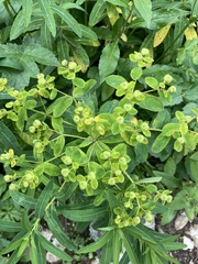 Euphorbia austriaca