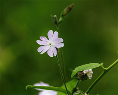 Silene × hampeana