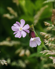 Silene × hampeana