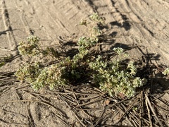 Scleranthus perennis