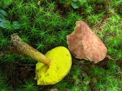 Aureoboletus auriporus