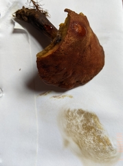 Aureoboletus auriporus