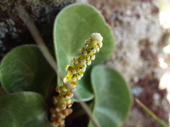 Peperomia monticola