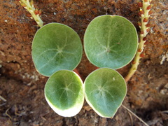 Peperomia monticola