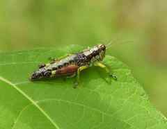 Dendrotettix quercus