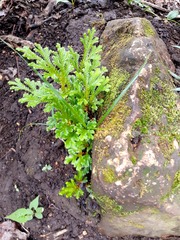 Selaginella uncinata