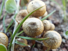Hygrophoroideae