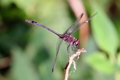 Dythemis velox