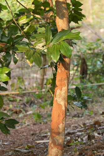 Ceylon Cinnamon (Cinnamomum verum) · iNaturalist