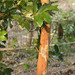 Cinnamomum verum - Photo (c) Rich Kostecke,  זכויות יוצרים חלקיות (CC BY-NC), הועלה על ידי Rich Kostecke