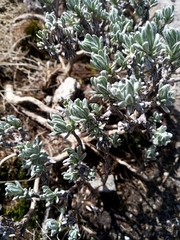 Gnaphaliothamnus lavandulifolius