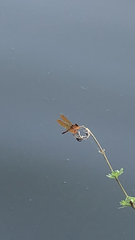 Perithemis tenera