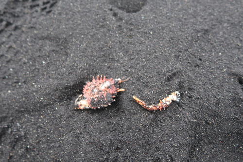 Lithodidae