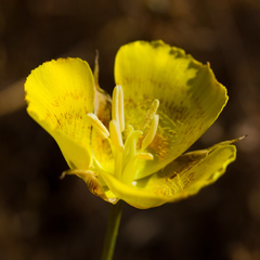 Calochortus luteus