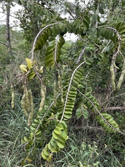 Morisonia hastata