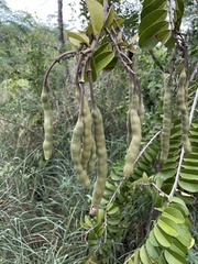 Morisonia hastata