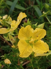 Ludwigia multinervia