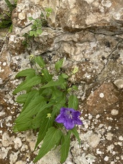Campanula carpatica