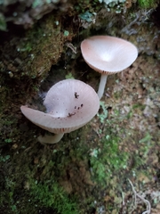 Entoloma peralbidum
