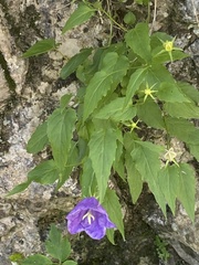 Campanula carpatica