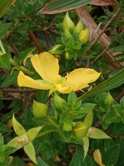 Ludwigia multinervia
