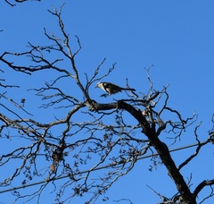 Mimus saturninus modulator