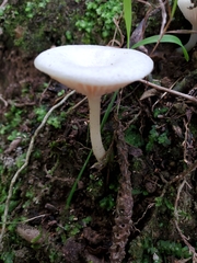 Entoloma peralbidum