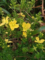 Ludwigia multinervia