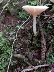 Entoloma peralbidum