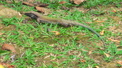Ameiva atrigularis