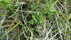 Parnassia glauca