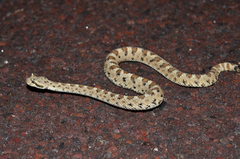Crotalus cerastes cerastes