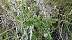 Parnassia glauca
