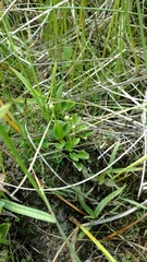 Parnassia glauca