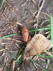 Leiobunum ventricosum