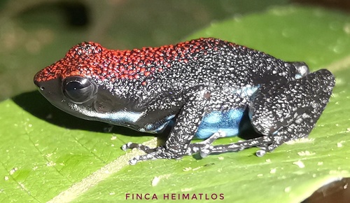 Ruby Poison Frog, Ameerega parvula