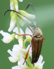Typocerus acuticauda