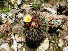 Coryphantha clavata stipitata
