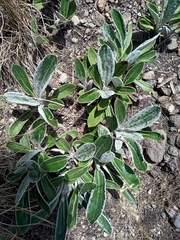 Robinsonecio gerberifolius