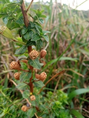 Ludwigia multinervia