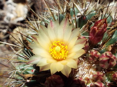Coryphantha clavata stipitata