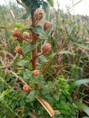 Ludwigia multinervia