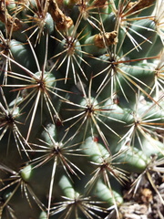 Coryphantha clavata stipitata
