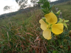 Ludwigia multinervia