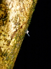 Nogodinidae