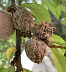 Monilinia