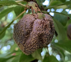 Monilinia